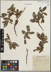 Foto von Salix hastata L.